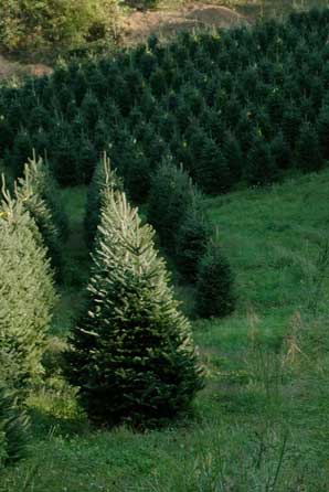 christmas tree farms