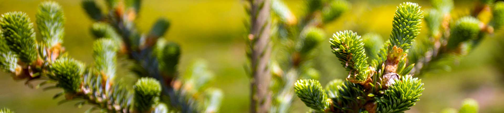 Fir Tree Boughs