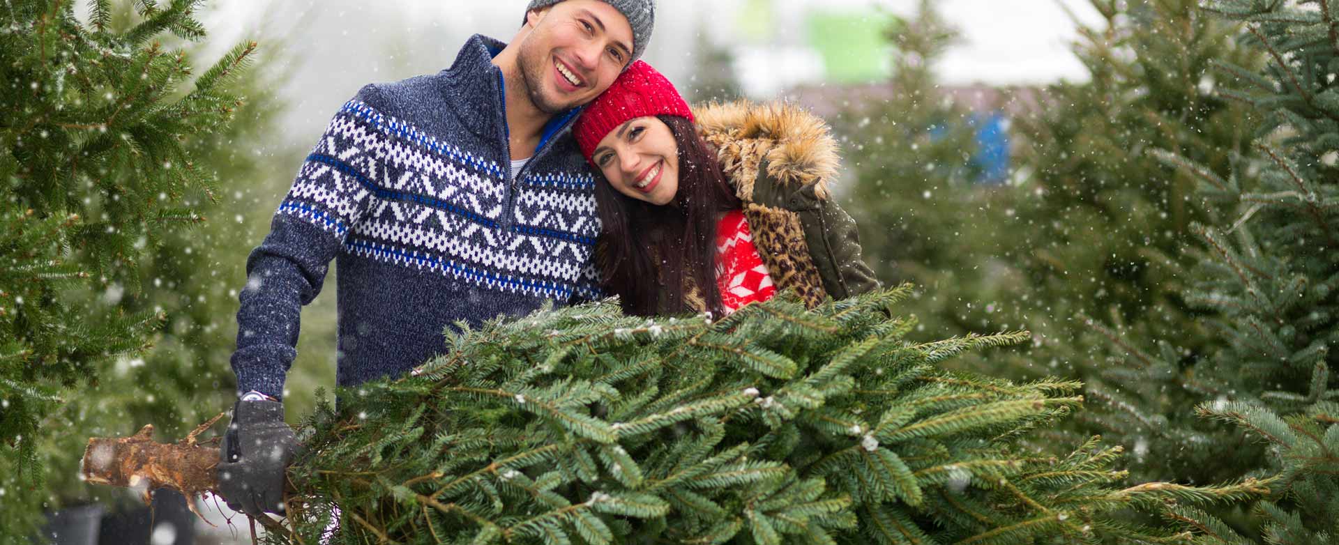 Christmas Tree Harvest