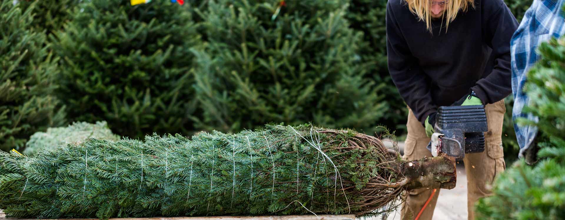 Christmas Tree Preparation