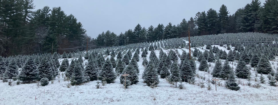 Christmas Tree Farm