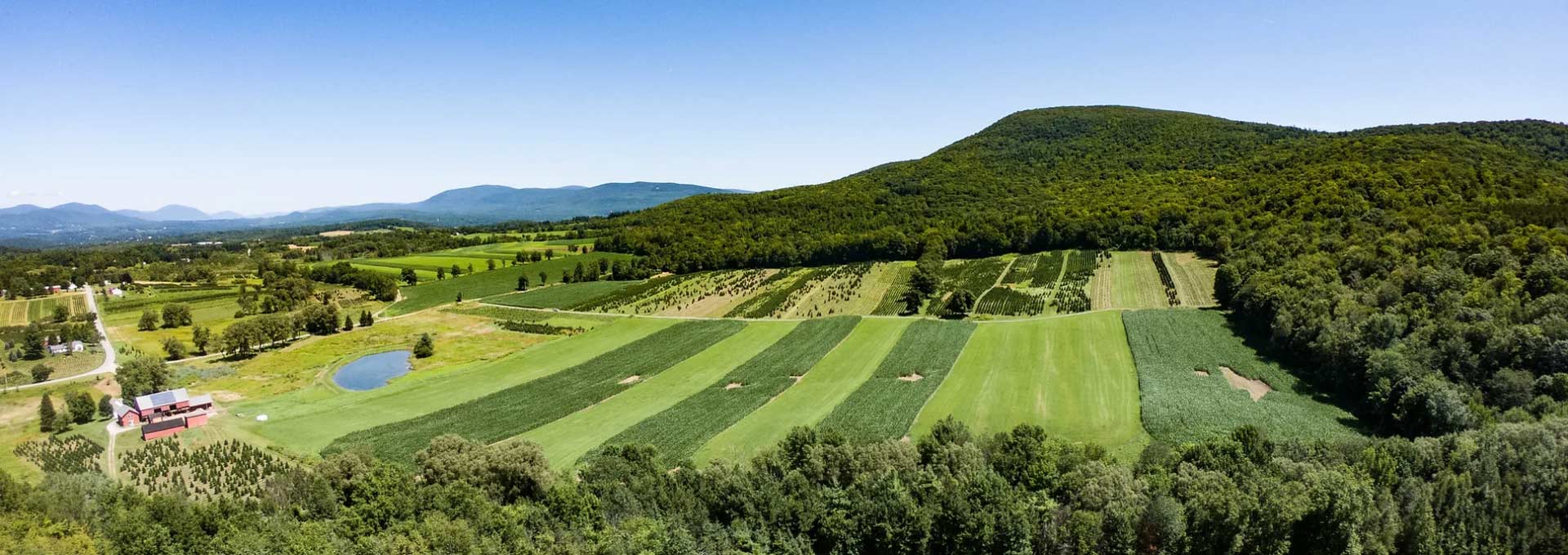 Vermont Christmas Tree Farm