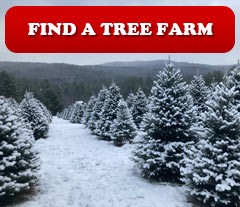 Find a Christmas Tree Farm