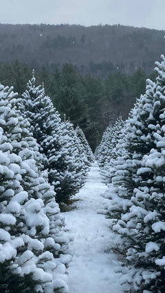 Tree Rows