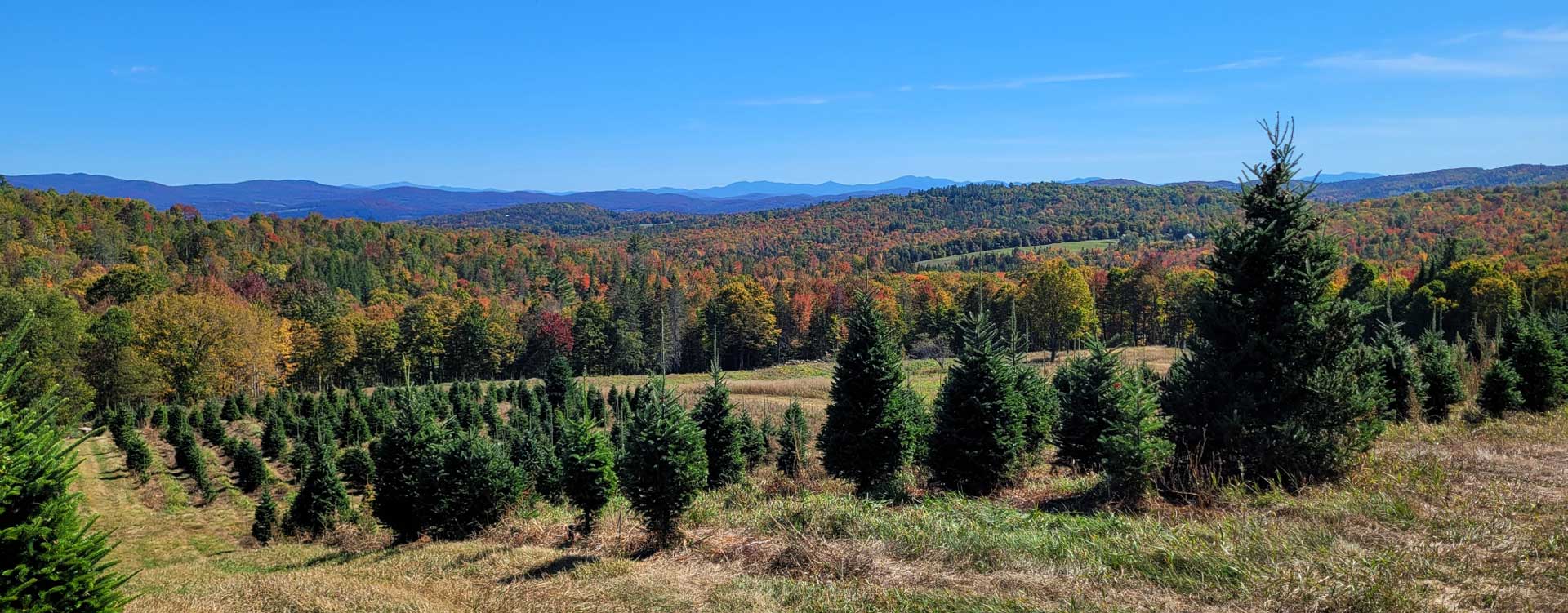 NH=VT Christmas Tree farm